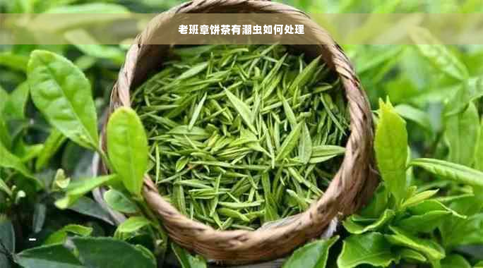 老班章饼茶有潮虫如何处理