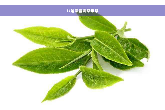 八角亭普洱茶年华