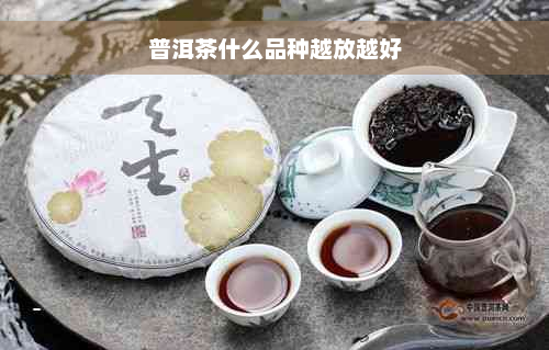 普洱茶什么品种越放越好