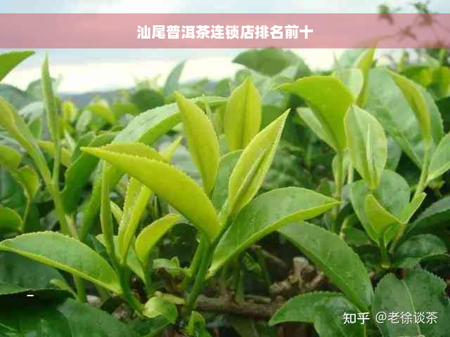 汕尾普洱茶连锁店排名前十