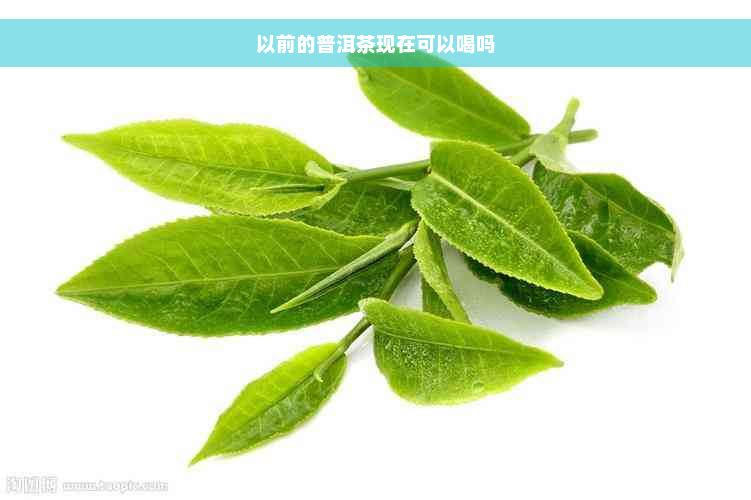 以前的普洱茶现在可以喝吗