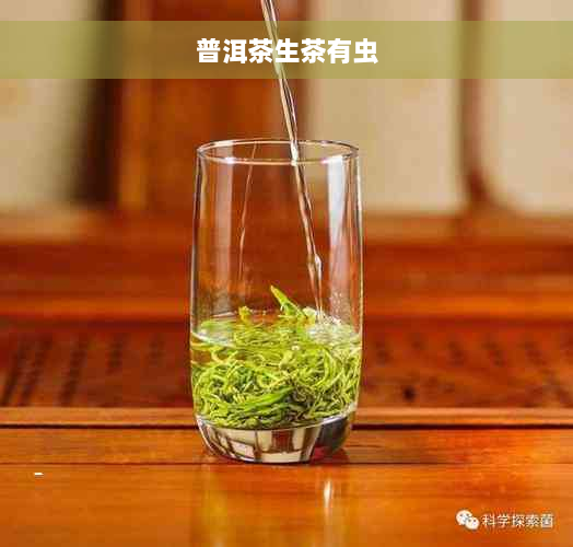 普洱茶生茶有虫