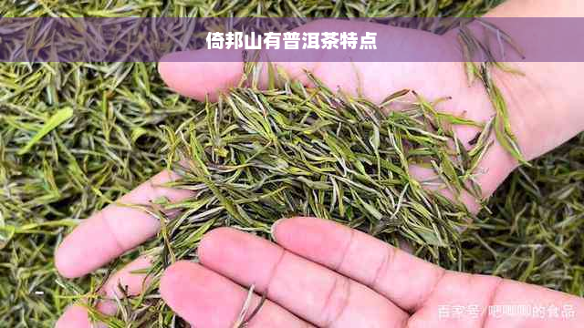 倚邦山有普洱茶特点