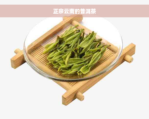 正宗云南的普洱茶