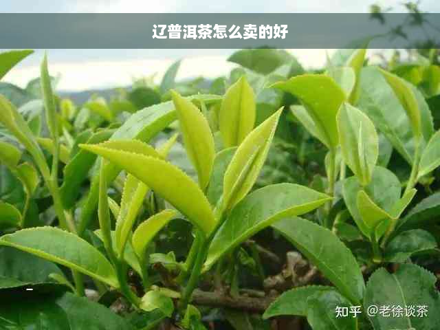 辽普洱茶怎么卖的好