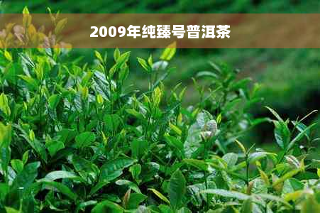 2009年纯臻号普洱茶