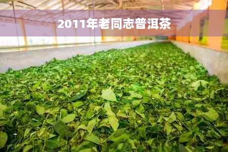 2011年老同志普洱茶