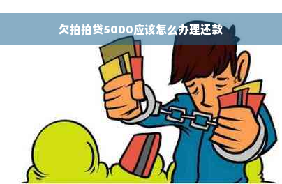 欠拍拍贷5000应该怎么办理还款