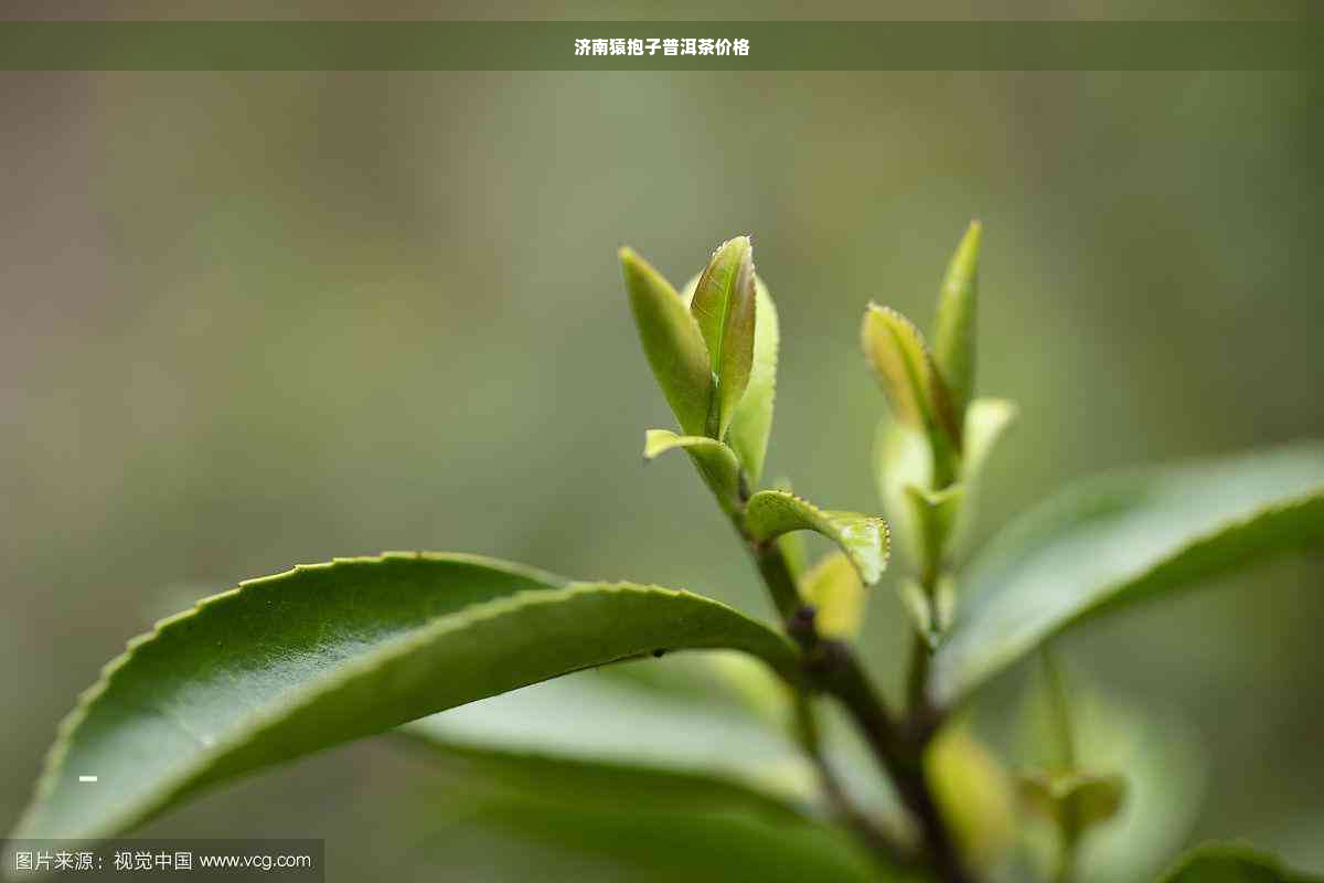 济南猿抱子普洱茶价格