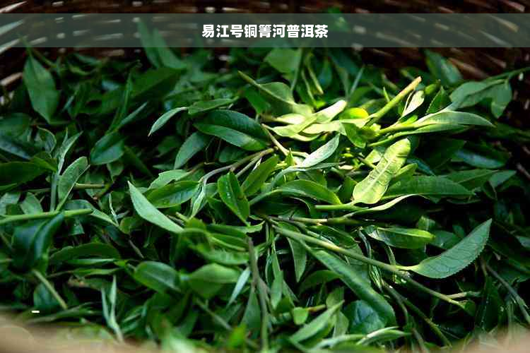 易江号铜箐河普洱茶