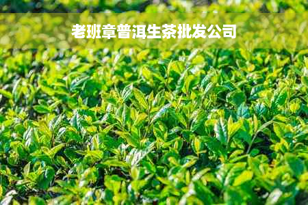 老班章普洱生茶批发公司