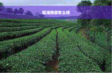 福海熟茶怎么样