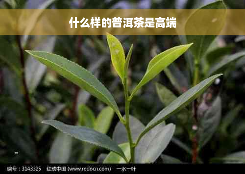 什么样的普洱茶是高端