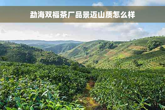 勐海双福茶厂品景迈山质怎么样