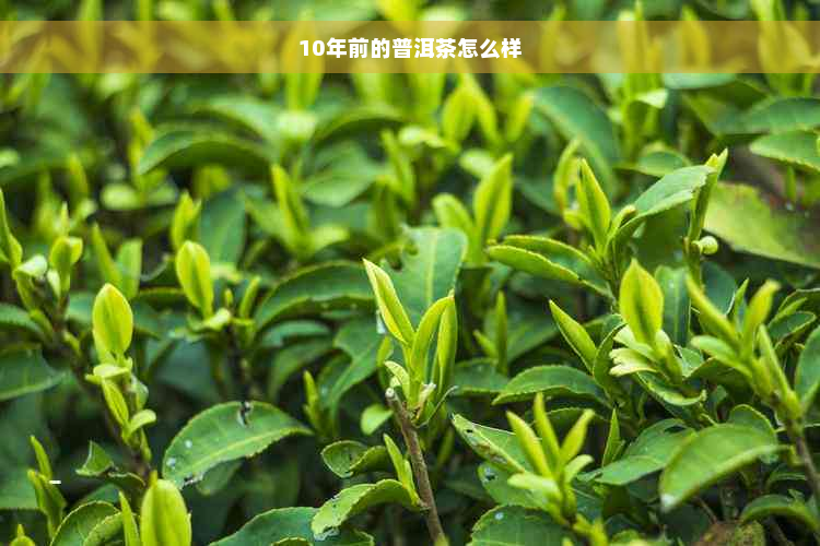 10年前的普洱茶怎么样