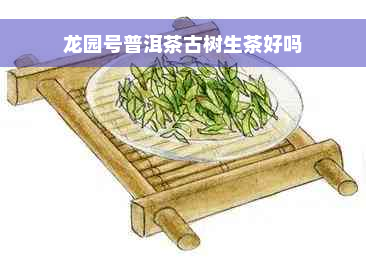 龙园号普洱茶古树生茶好吗