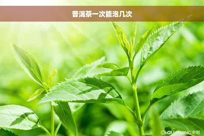 普洱茶一次能泡几次