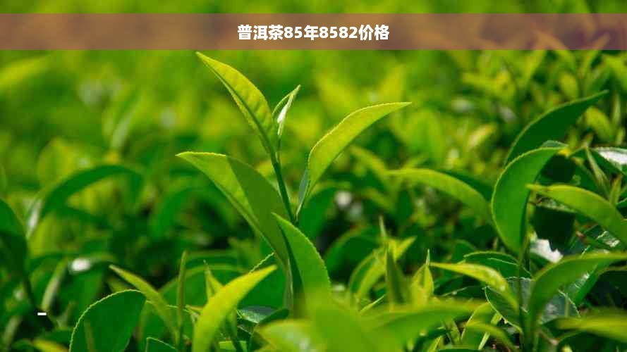 普洱茶85年8582价格