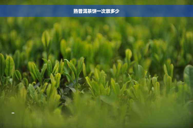 熟普洱茶饼一次放多少