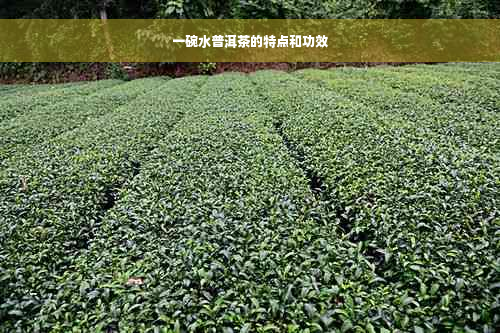 一碗水普洱茶的特点和功效