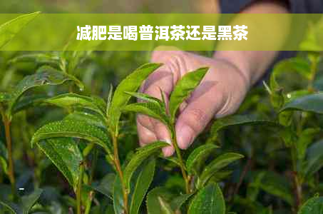 减肥是喝普洱茶还是黑茶