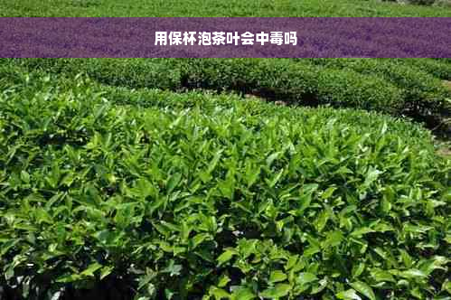 用保杯泡茶叶会中毒吗