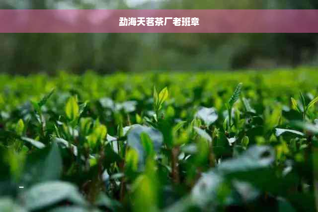 勐海天茗茶厂老班章