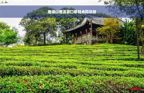 南诺山普洱茶口感特点和功效