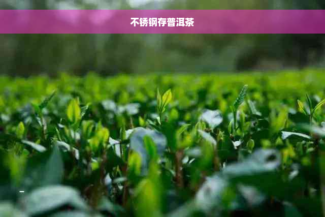 不锈钢存普洱茶