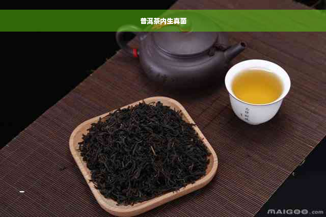 普洱茶内生真菌