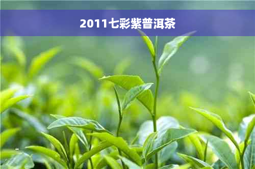 2011七彩紫普洱茶