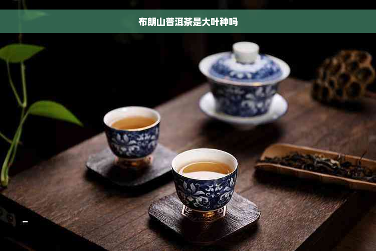 布朗山普洱茶是大叶种吗