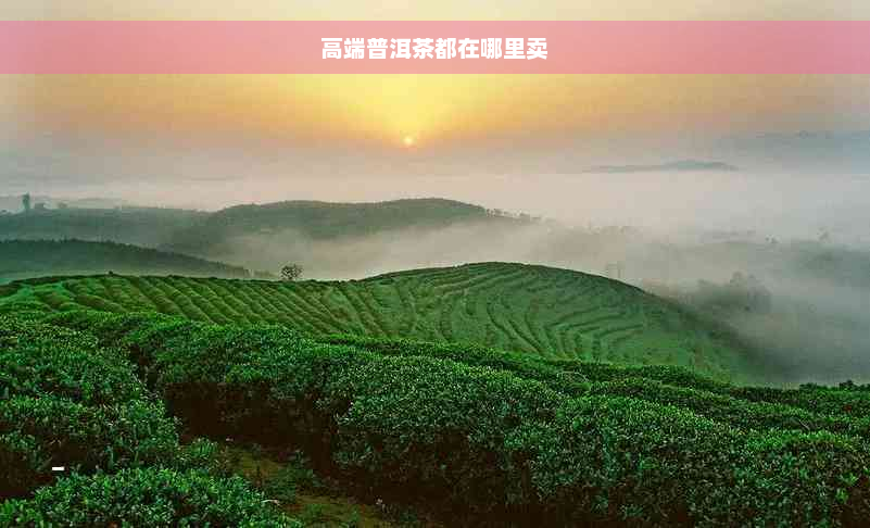 高端普洱茶都在哪里卖