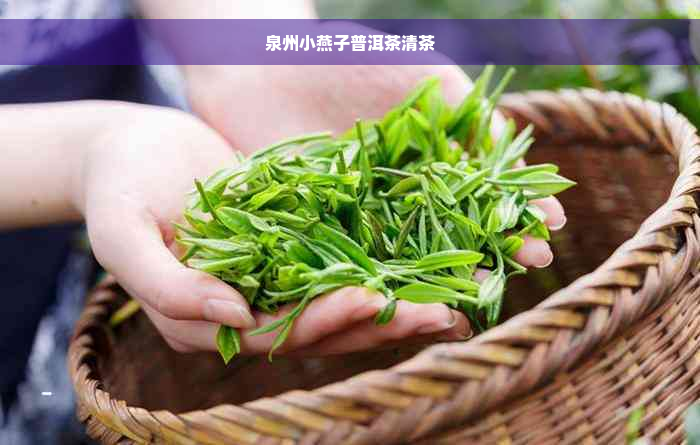 泉州小燕子普洱茶清茶