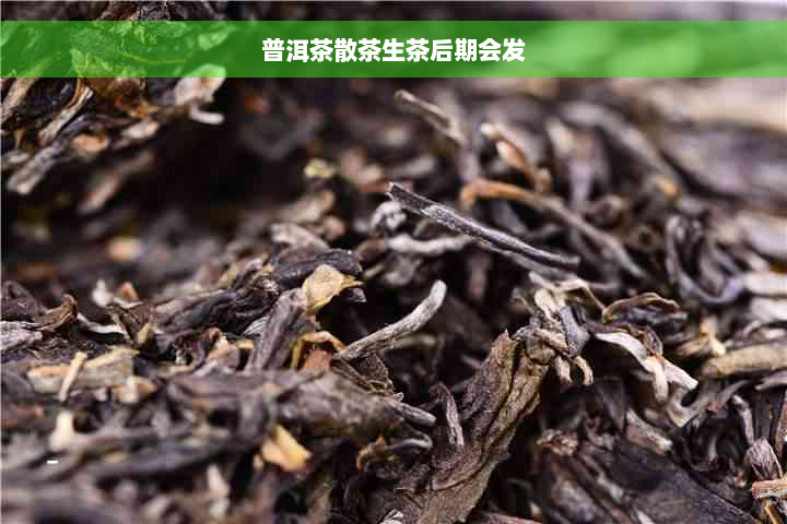 普洱茶散茶生茶后期会发