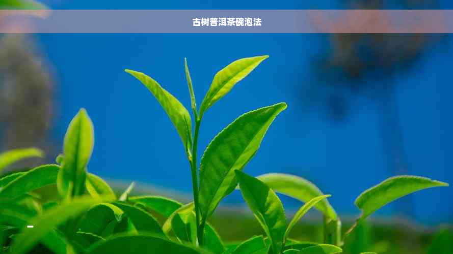 古树普洱茶碗泡法