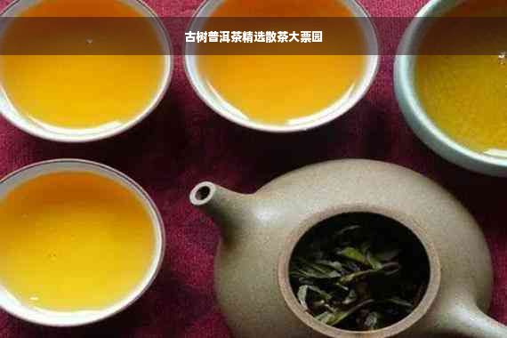 古树普洱茶精选散茶大票园