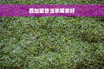 西加盟普洱茶哪家好