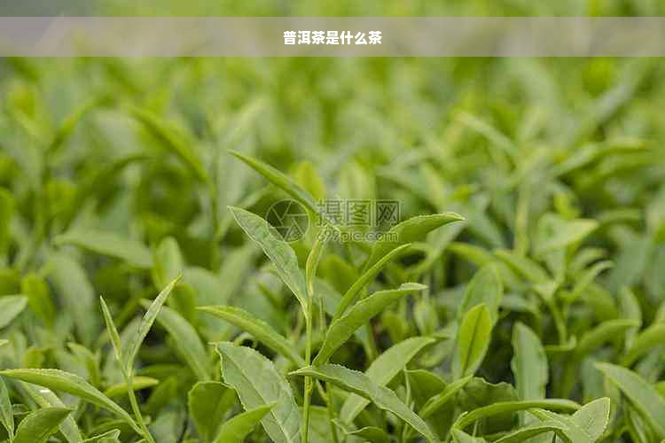 普洱茶是什么茶