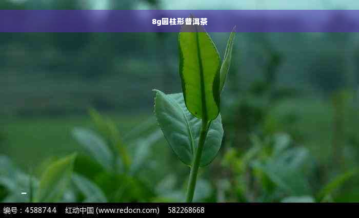 8g圆柱形普洱茶