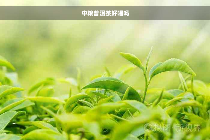 中粮普洱茶好喝吗