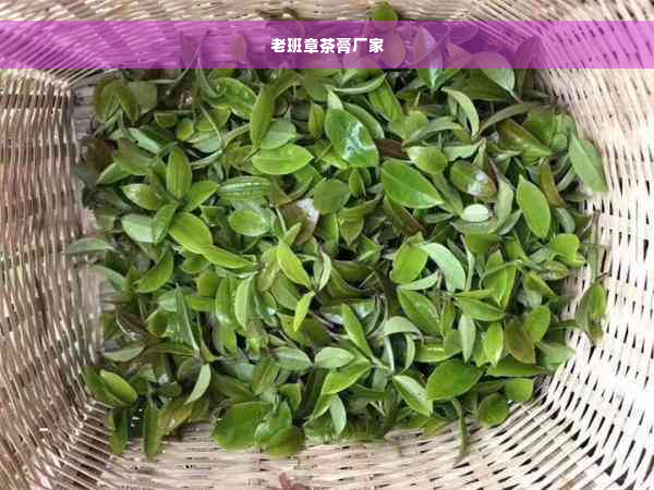 老班章茶膏厂家