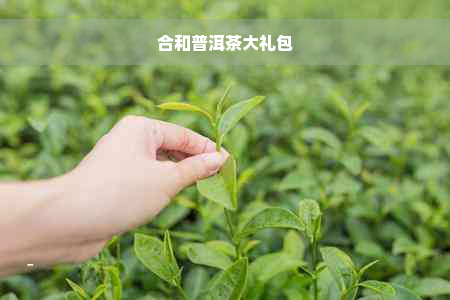 合和普洱茶大礼包