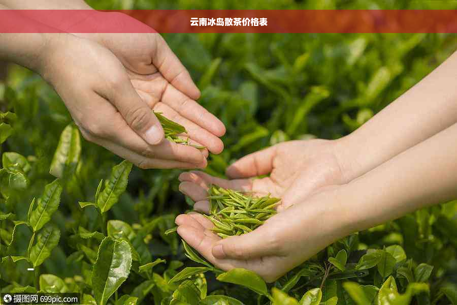 云南冰岛散茶价格表