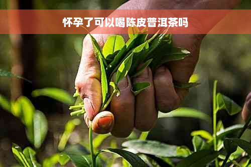 怀孕了可以喝陈皮普洱茶吗