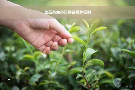 普洱茶生茶和熟茶品种区别