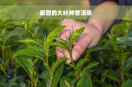 最甜的大叶种普洱茶