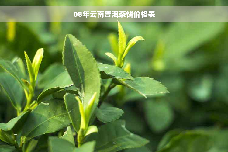 08年云南普洱茶饼价格表