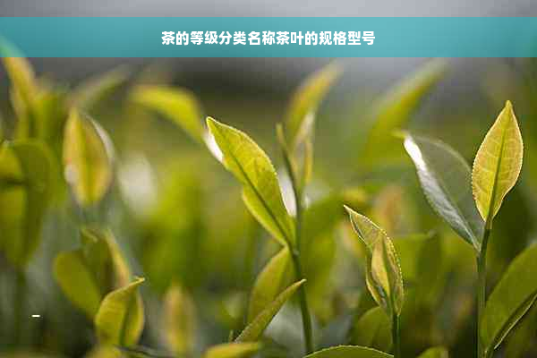 茶的等级分类名称茶叶的规格型号