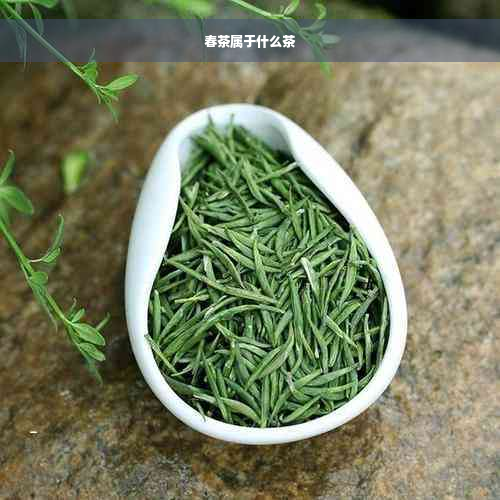 春茶属于什么茶